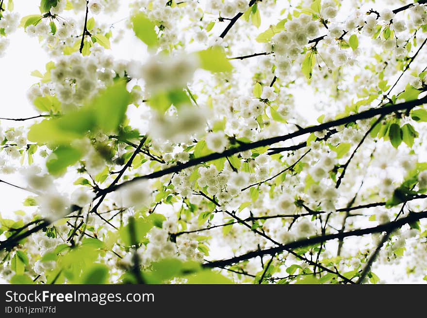 White Flower and Green Tree