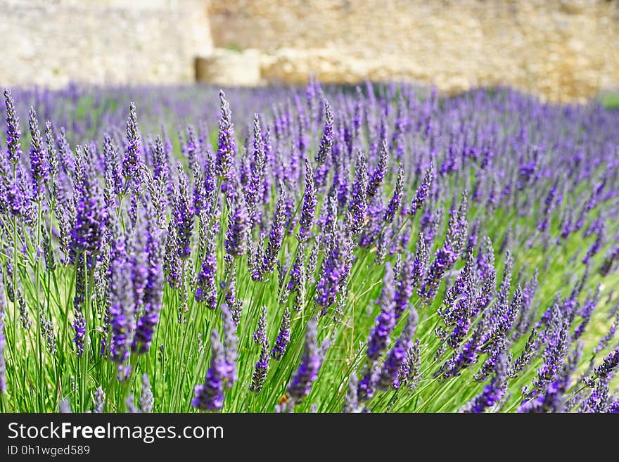 Purple Cluster Petaled Flower