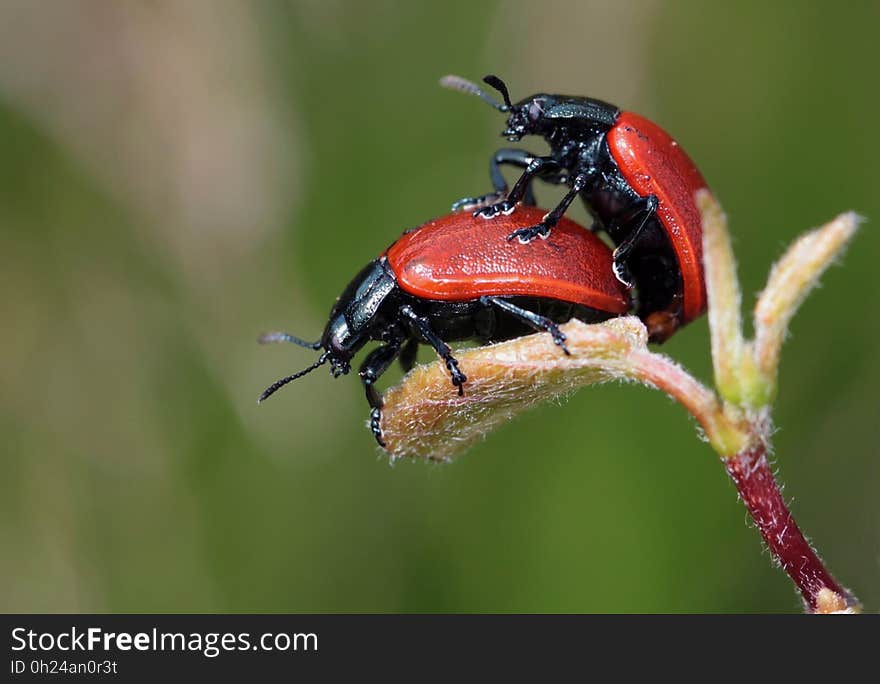 Insect, Macro Photography, Beetle, Invertebrate