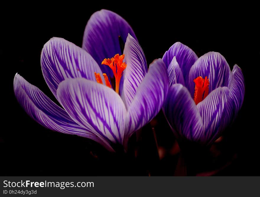 Flower, Crocus, Plant, Purple