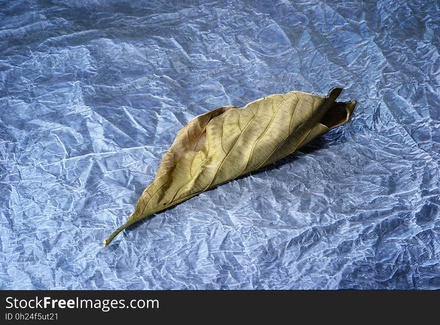 Leaf, Organism