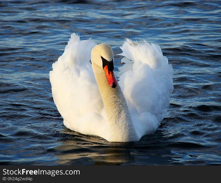 Swan, Bird, Water Bird, Ducks Geese And Swans