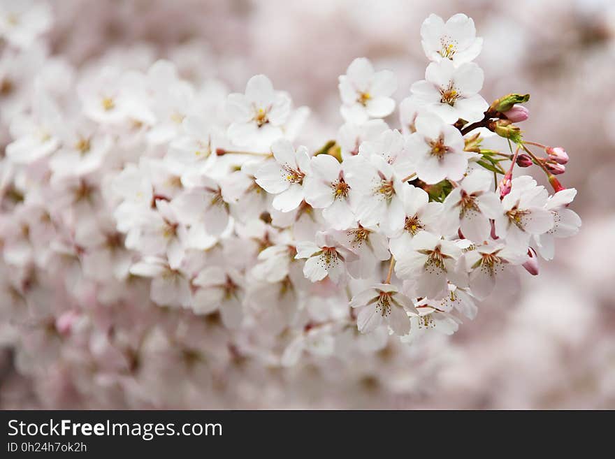 Flower, Blossom, Pink, Cherry Blossom