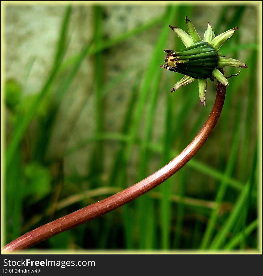 Flora, Plant, Grass, Plant Stem