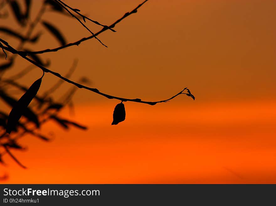 Sky, Branch, Orange, Silhouette