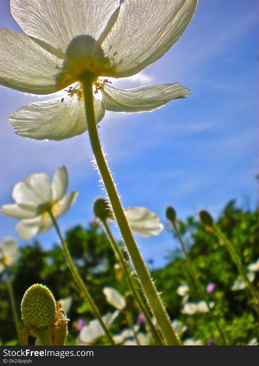 Flower, Flora, Wildflower, Sky