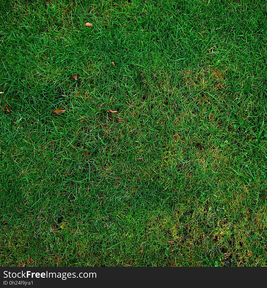 Grass, Green, Vegetation, Ecosystem