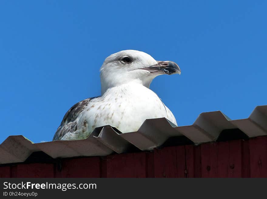 Bird, Beak, Gull, Sky