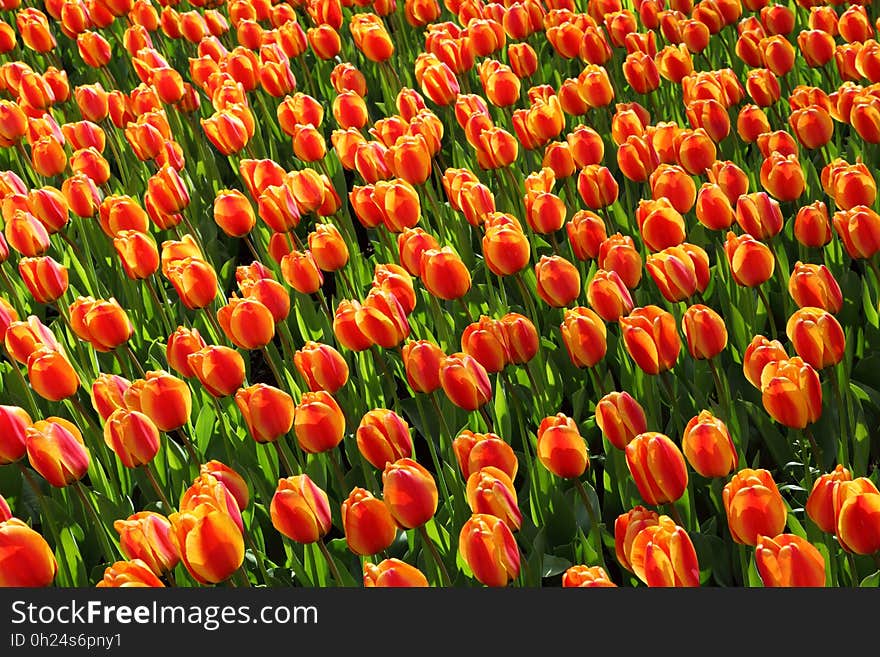 Flower, Plant, Flowering Plant, Tulip