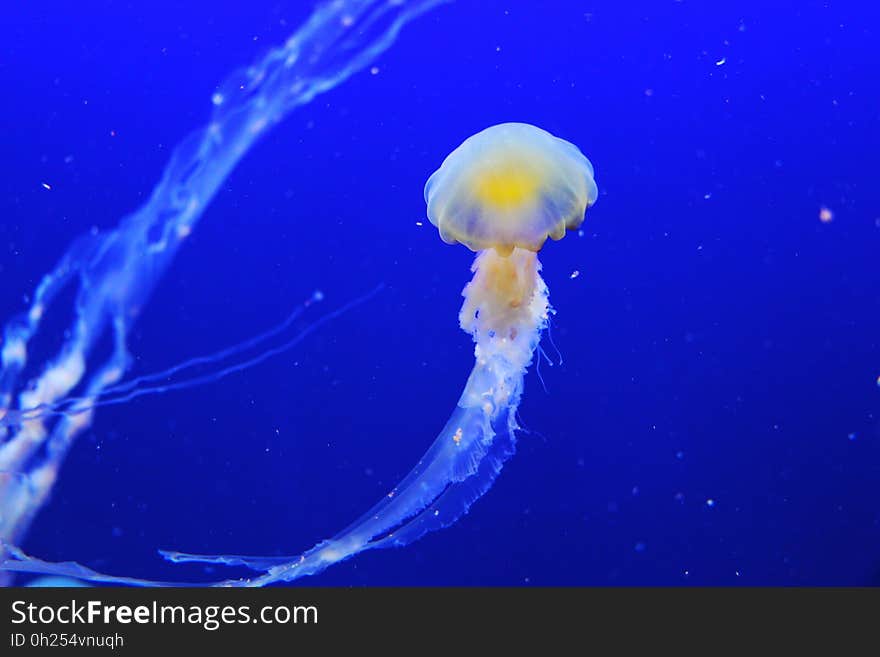 Jellyfish, Cnidaria, Marine Invertebrates, Invertebrate