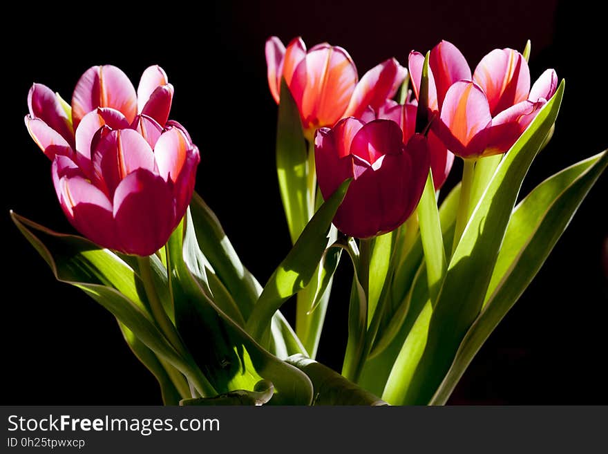 Flower, Plant, Flowering Plant, Tulip