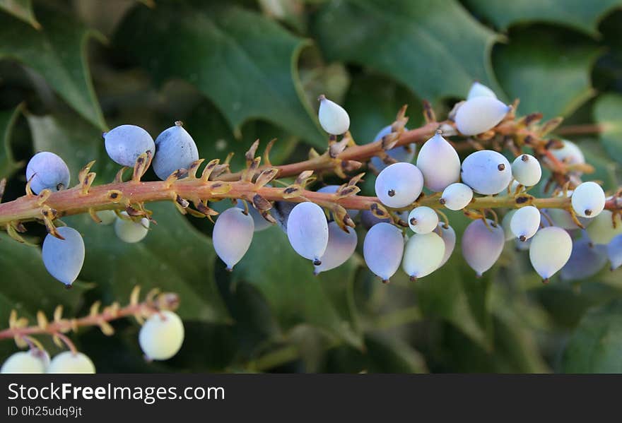 Blue, Plant, Flora, Blueberry