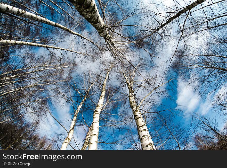 Tree, Sky, Woody Plant, Branch