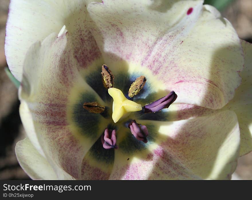 Flower, Flora, Flowering Plant, Plant