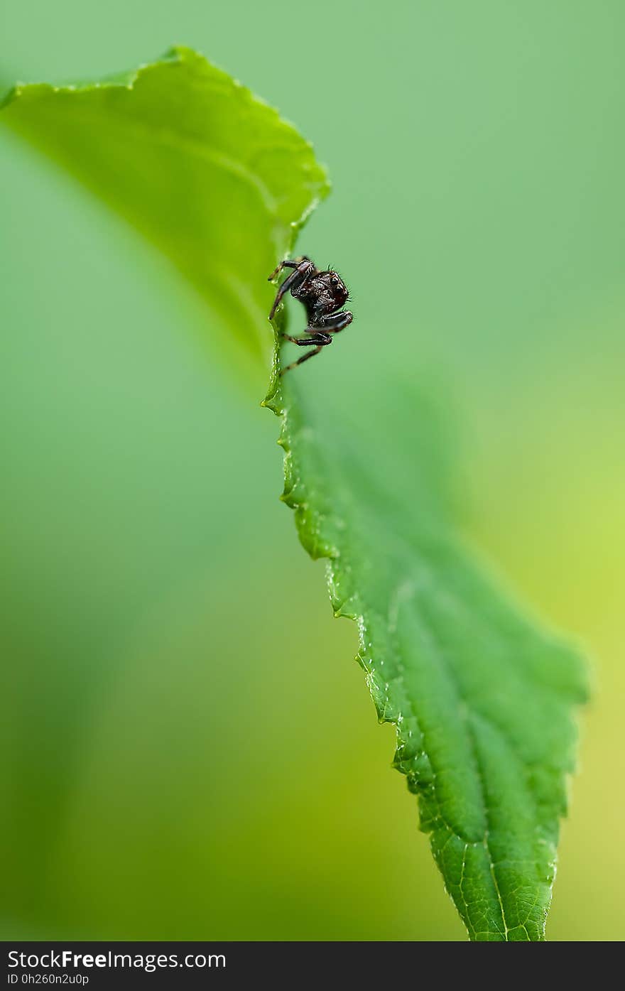 Leaf, Insect, Close Up, Macro Photography