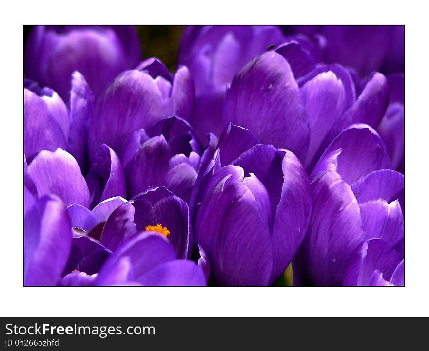 Flower, Violet, Crocus, Purple