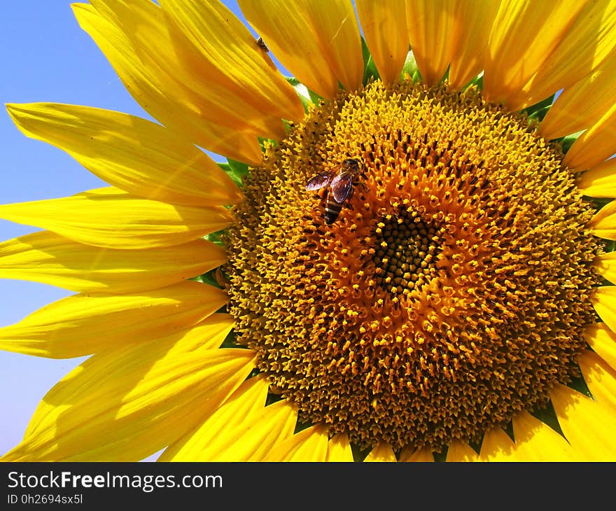 Sunflower, Flower, Honey Bee, Yellow