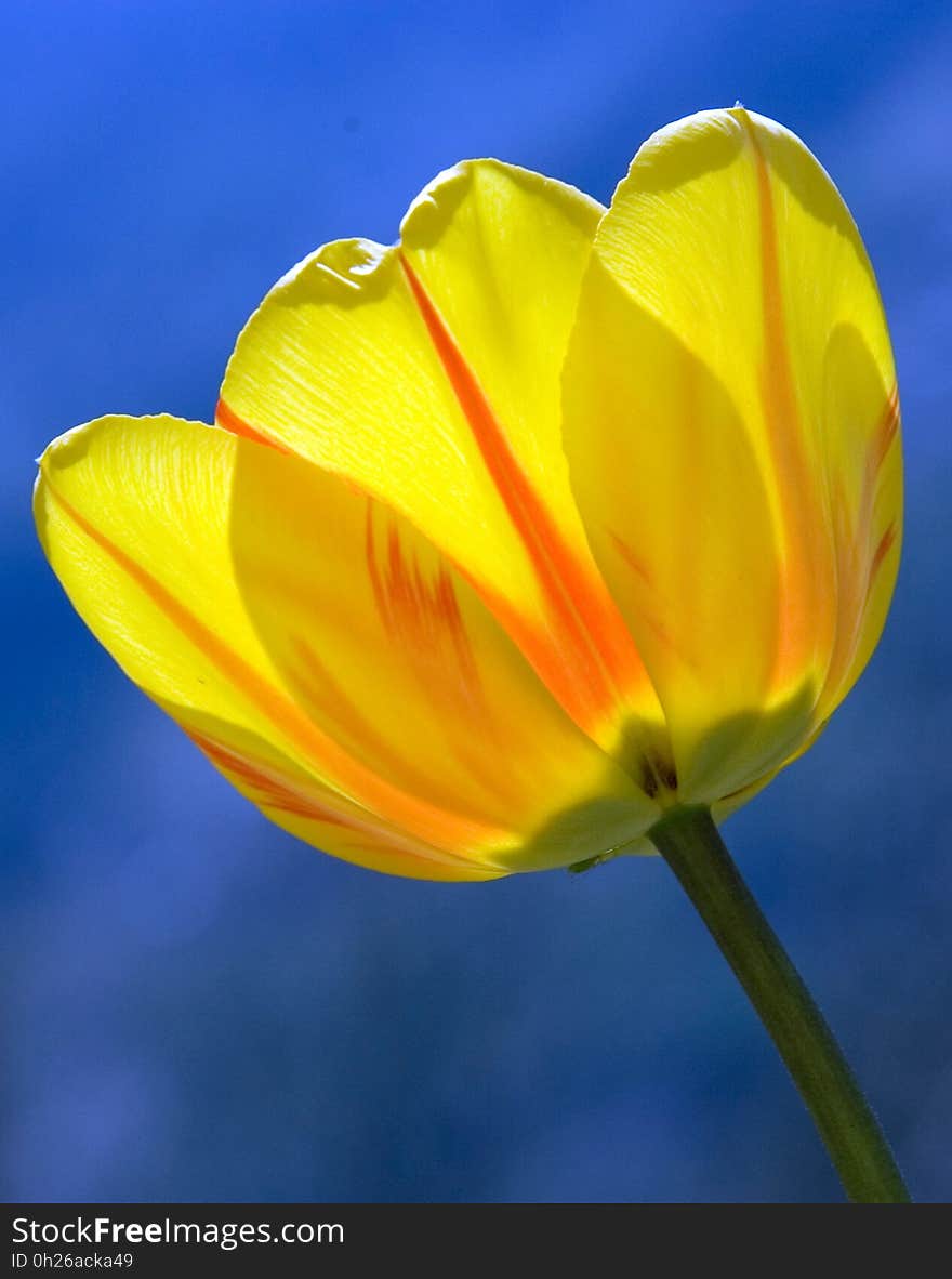 Flower, Yellow, Wildflower, Plant