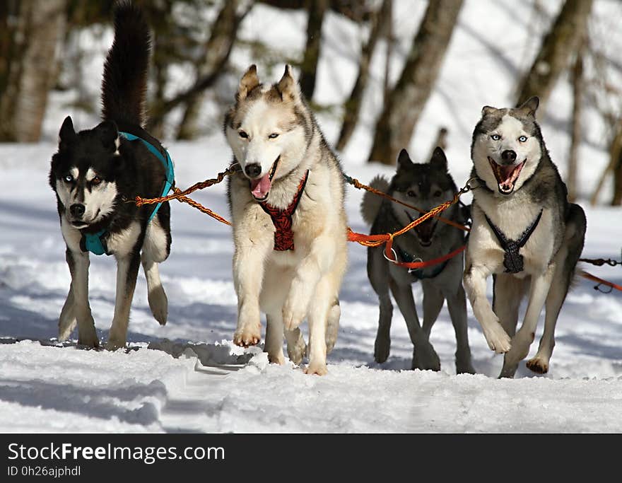 Dog, Dog Like Mammal, Sled Dog, Sakhalin Husky