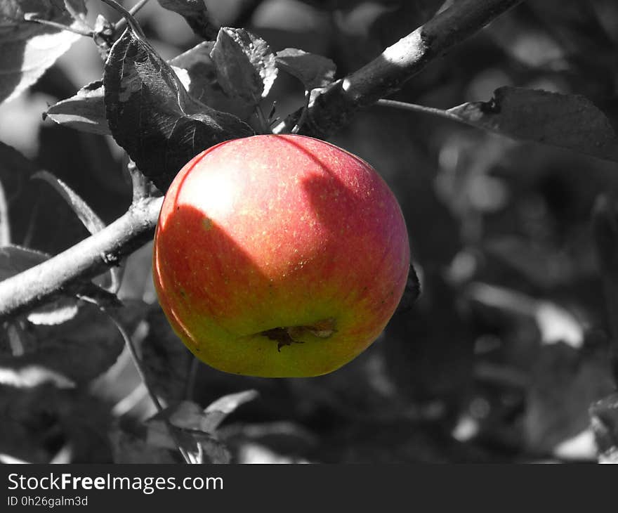 Apple, Fruit, Produce, Plant