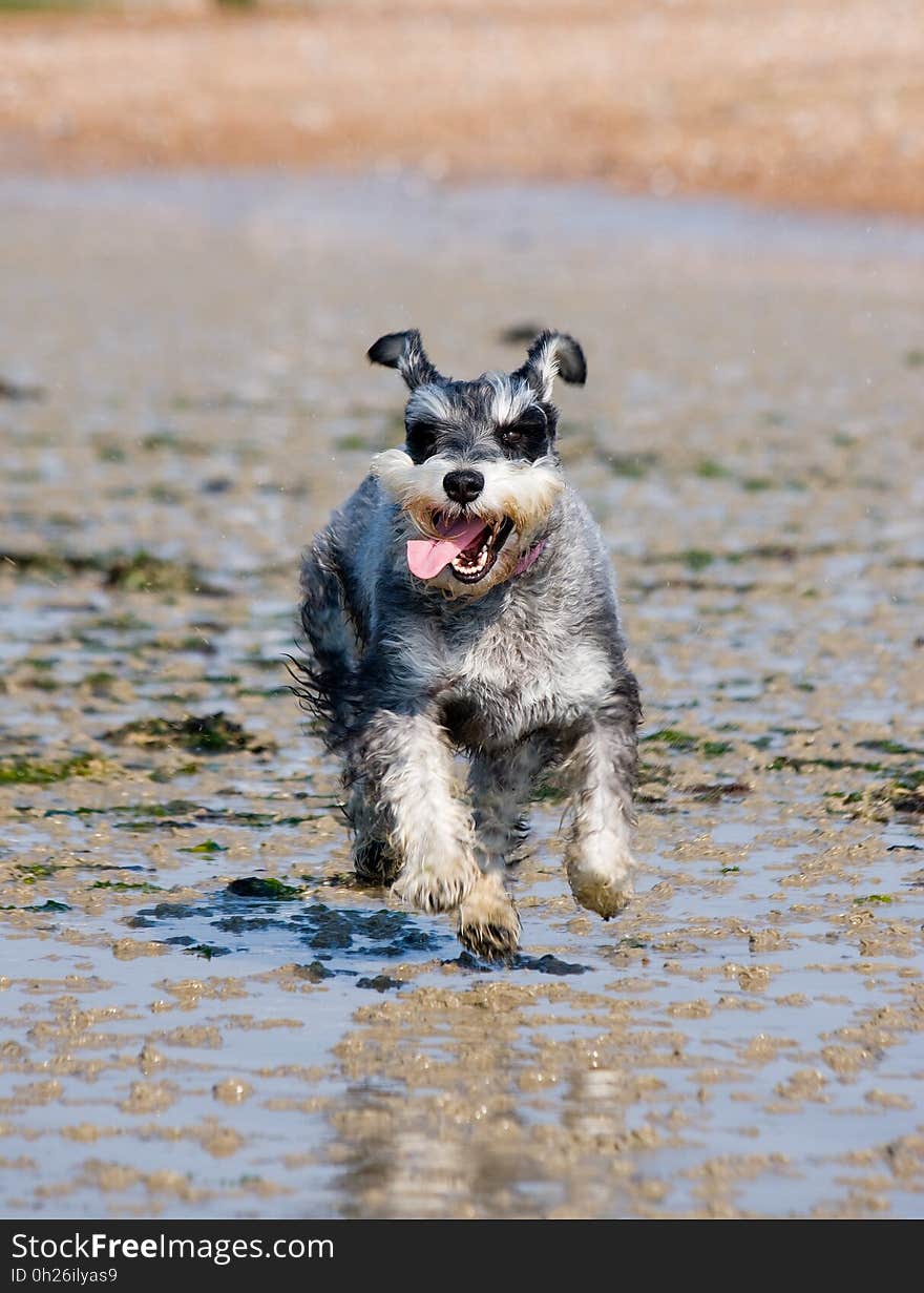 Dog, Dog Like Mammal, Dog Breed, Miniature Schnauzer