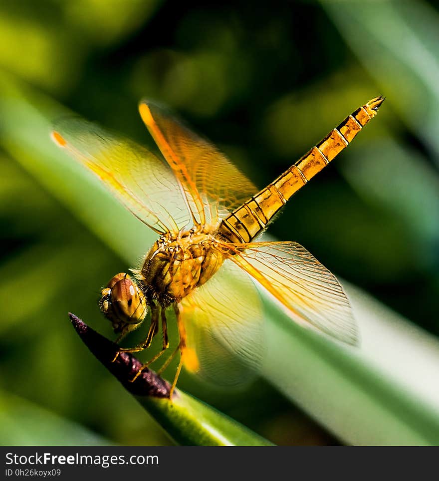 Dragonfly, Insect, Dragonflies And Damseflies, Macro Photography