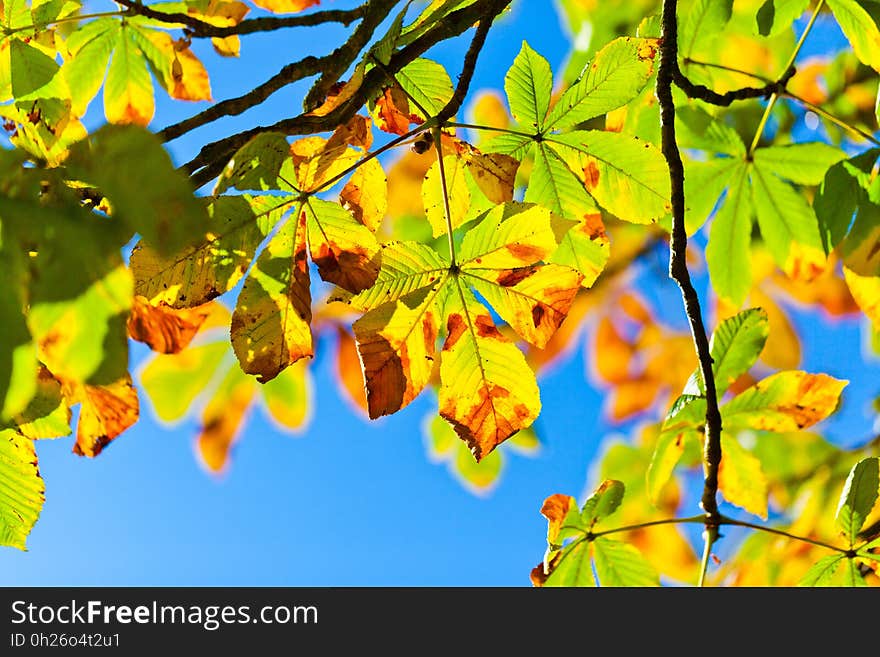 Leaf, Yellow, Autumn, Branch