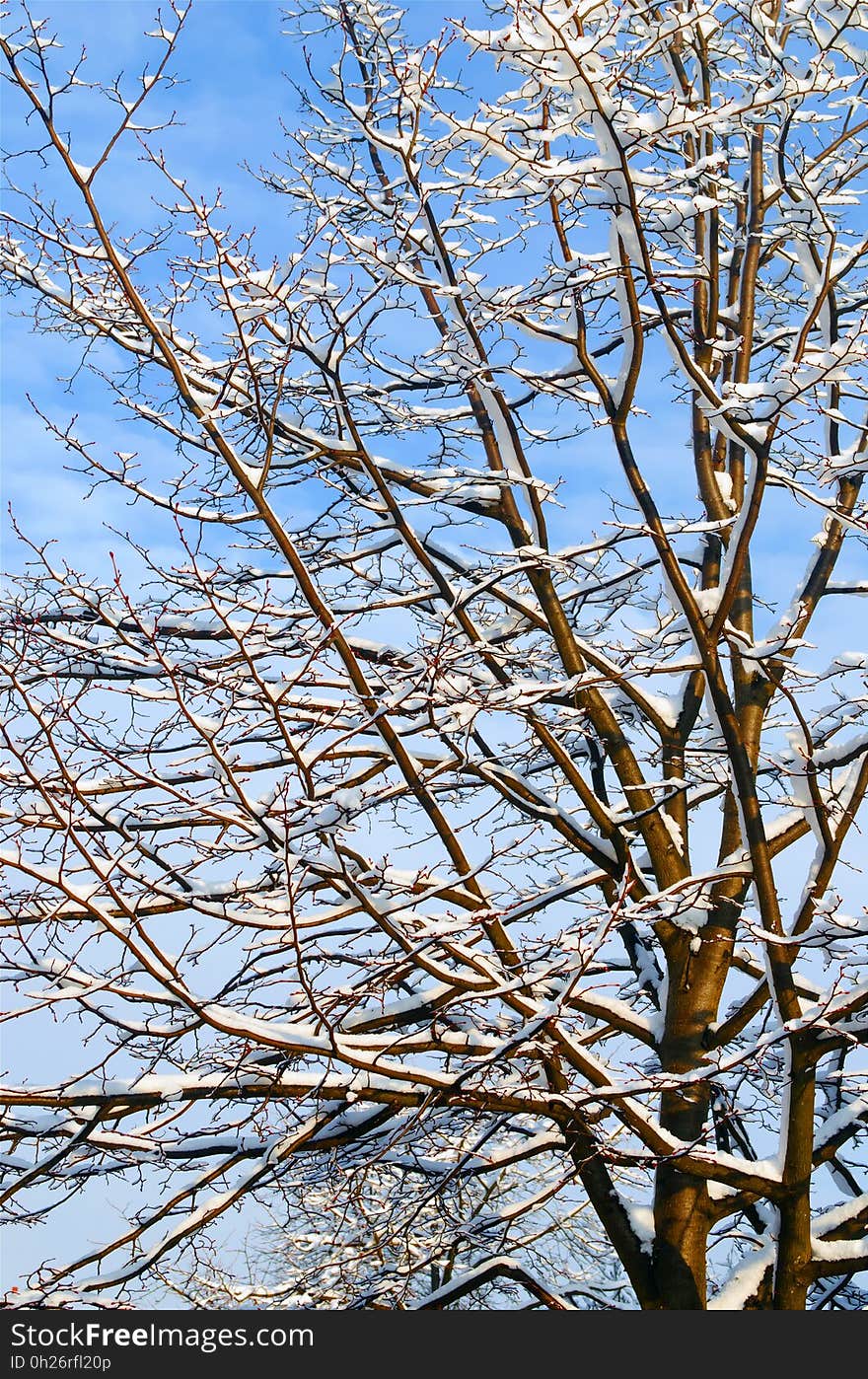 Branch, Tree, Sky, Twig