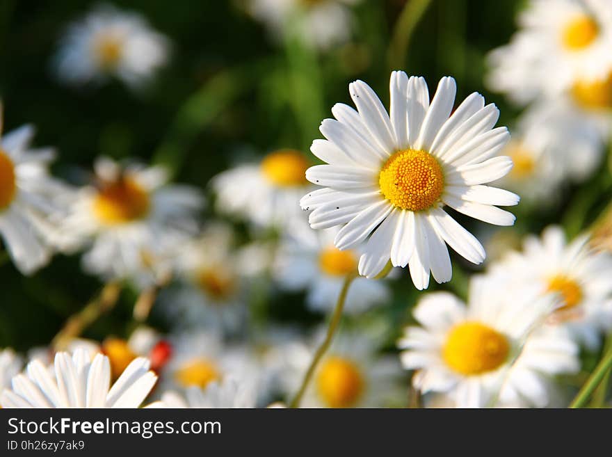 Flower, Oxeye Daisy, Chamaemelum Nobile, Flora