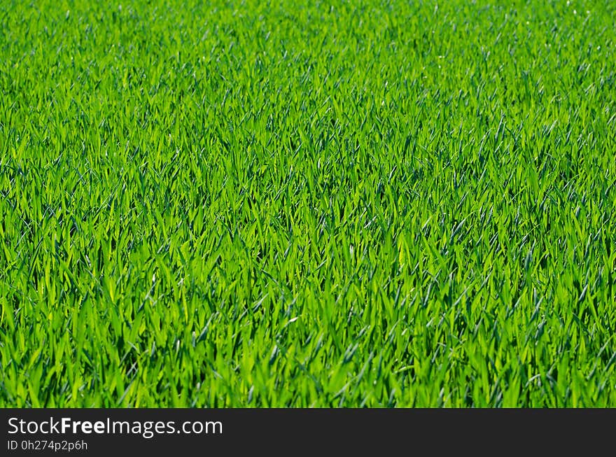 Grass, Field, Grassland, Grass Family