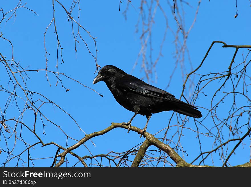 Bird, Fauna, Sky, American Crow