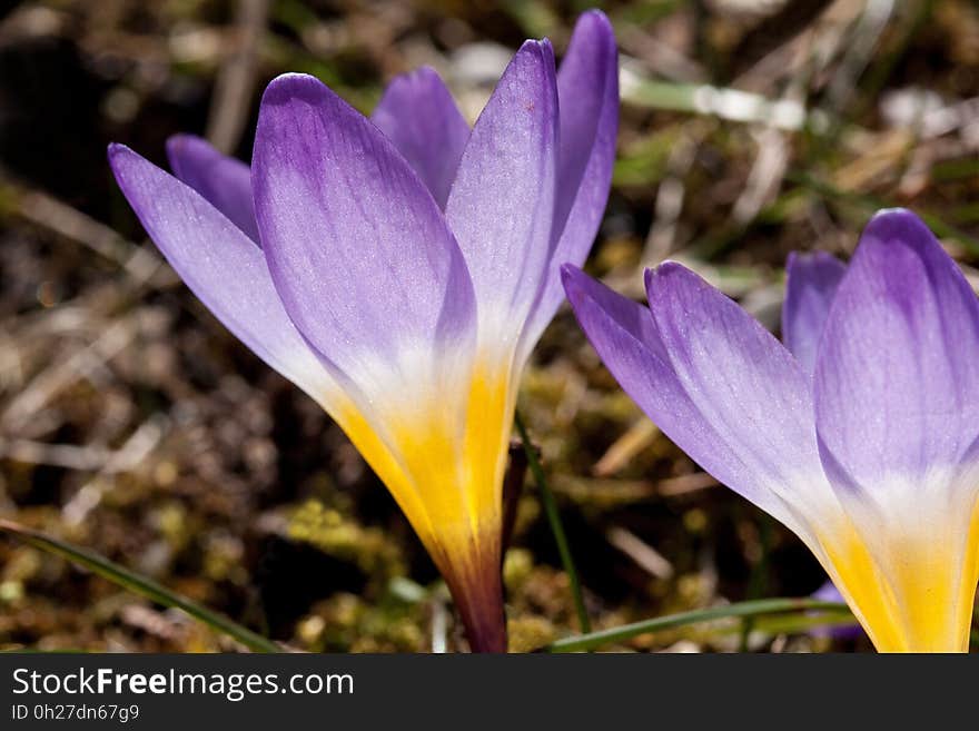 Flower, Plant, Flora, Crocus