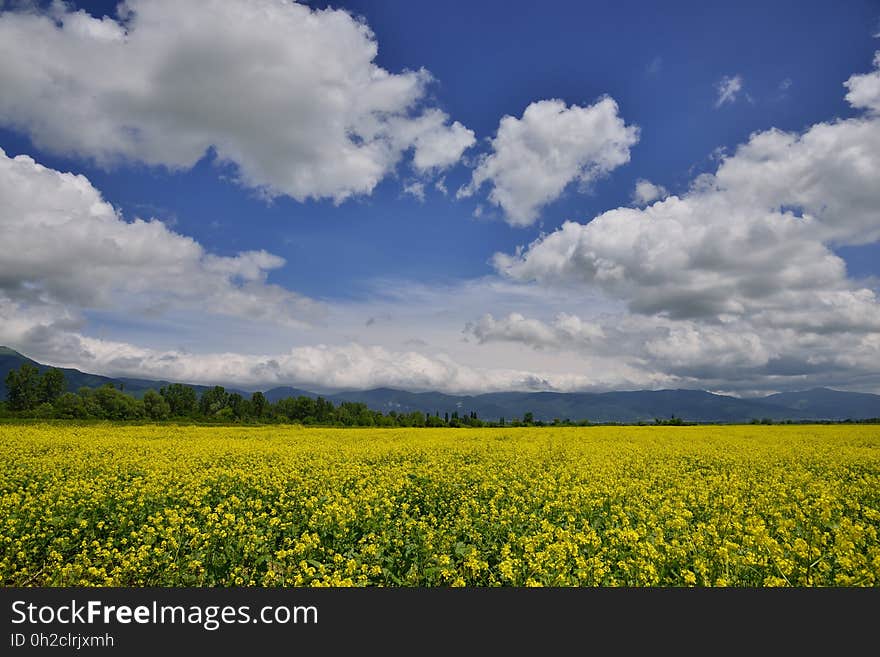 Agricultural landscape of canola or rapeseed farm field.Art Photography.Artistic Clouds. Agricultural landscape of canola or rapeseed farm field.Art Photography.Artistic Clouds.