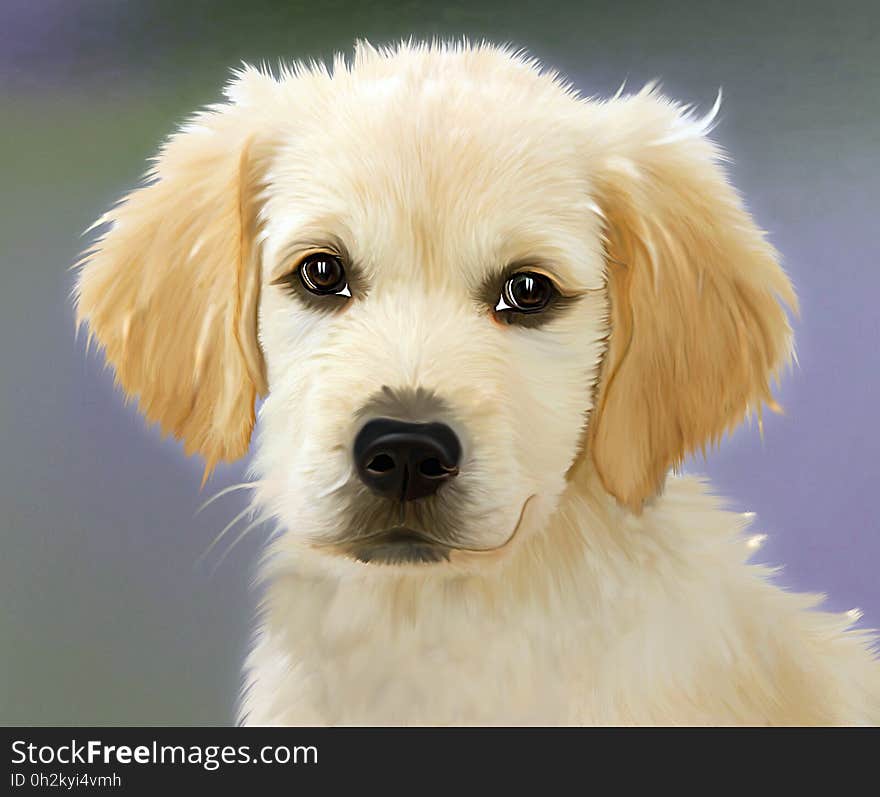 Dog, Dog Like Mammal, Dog Breed, Golden Retriever