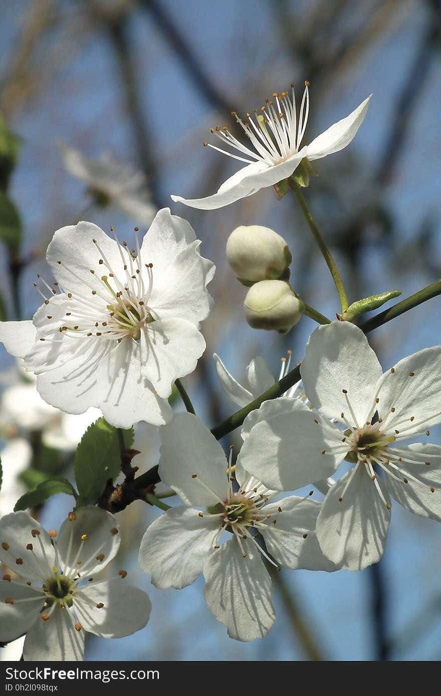 Flower, White, Flora, Spring