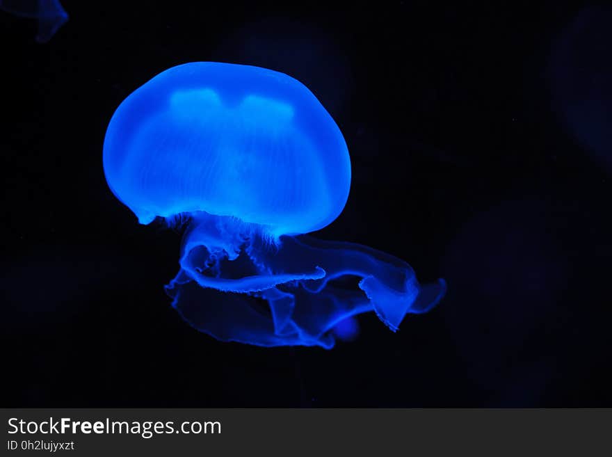 Jellyfish, Cnidaria, Blue, Marine Invertebrates