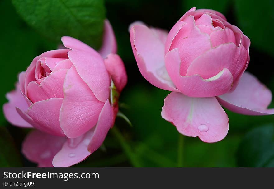 Flower, Pink, Rose Family, Plant