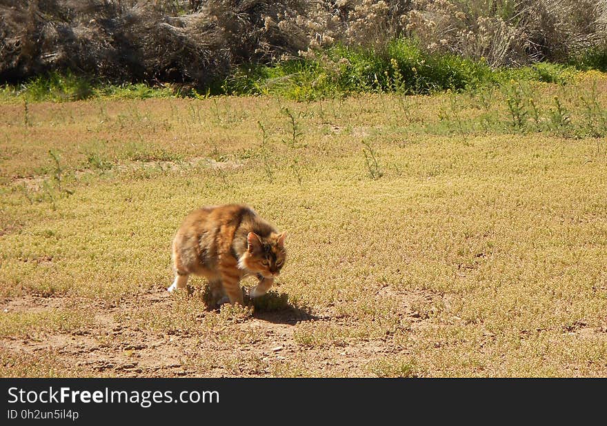 A very pregnant feral cat. A very pregnant feral cat...