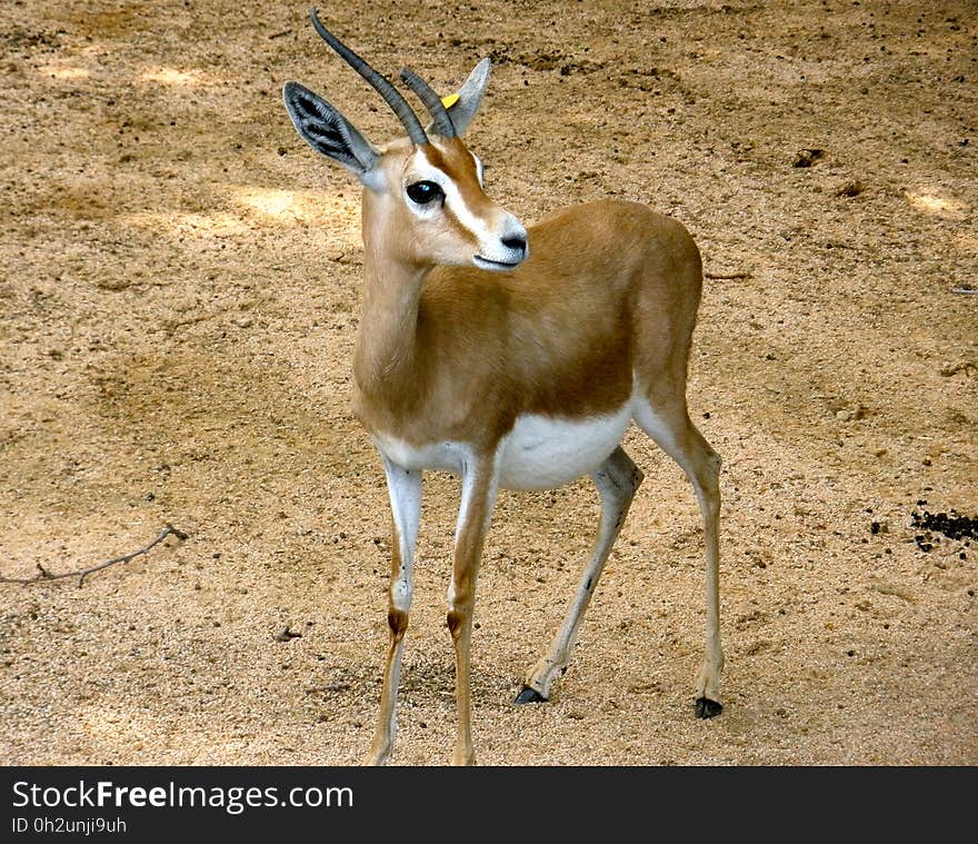 A gazelle aparently waiting for a baby delivery. At the Barcelona zoo. A gazelle aparently waiting for a baby delivery. At the Barcelona zoo.