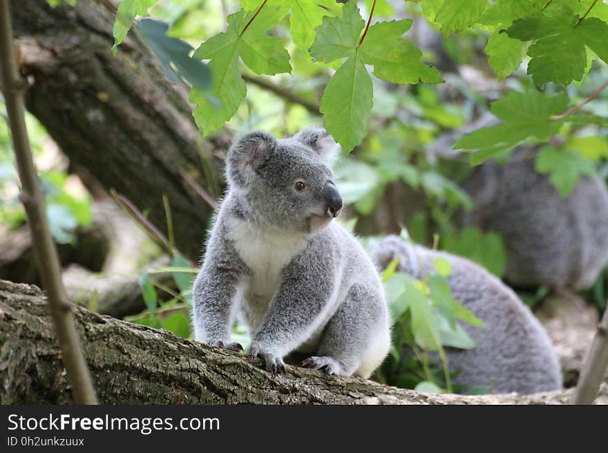 Koala Bear on Grey Wood Trunk on Daytime