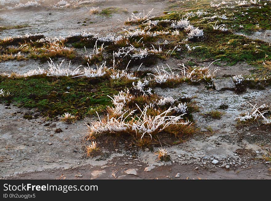 White and Brown Plant on Gray Soil during Daytime