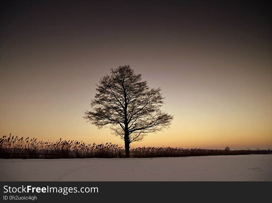 Silhouette Bare Tree on Landscape Against Sky during Sunset