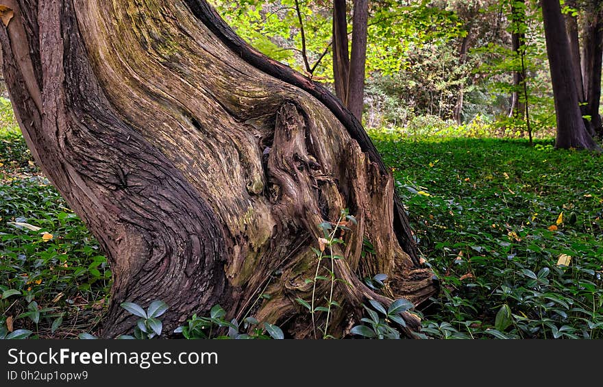 Tree Trunk Surrounded by Green Grass