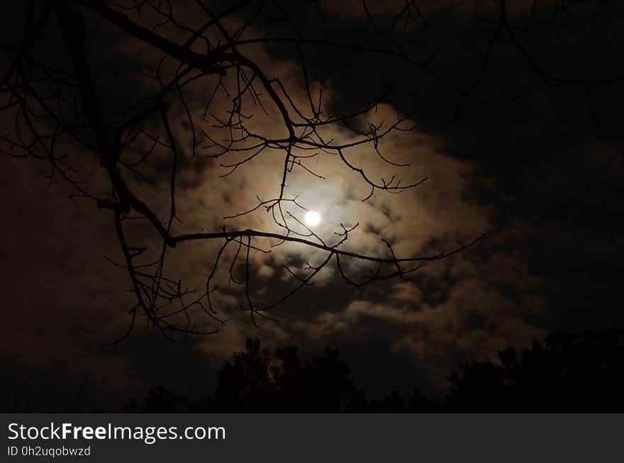 Silhouette of Tree Branch Under White Cloudy Skies during Nighttime