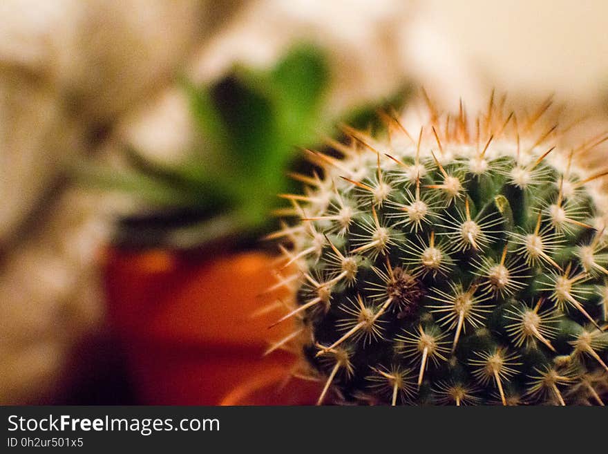 Orange and Green Cactus Plant in a Selective Focus Photography during Daytime