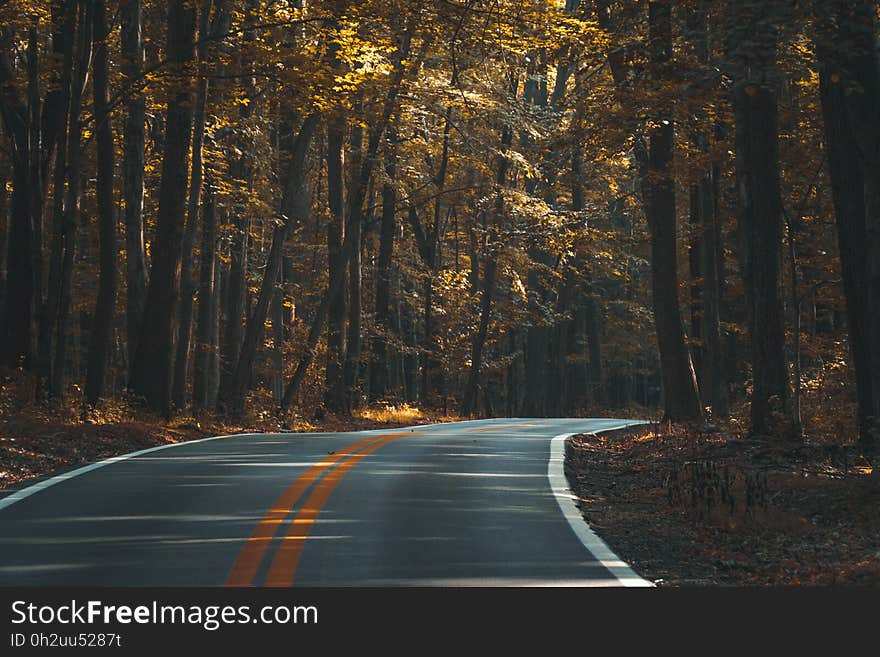 Asphalt Winding Road in the Woods