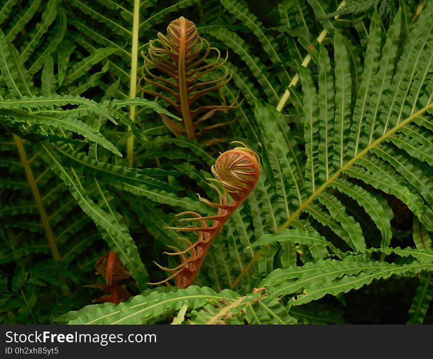 Plant, Ostrich Fern, Vegetation, Ferns And Horsetails