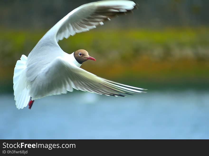 Flying Black Head Seagull