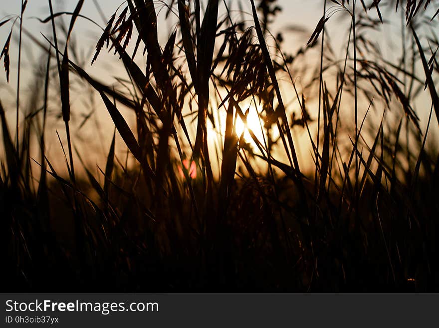 Down in the Grass