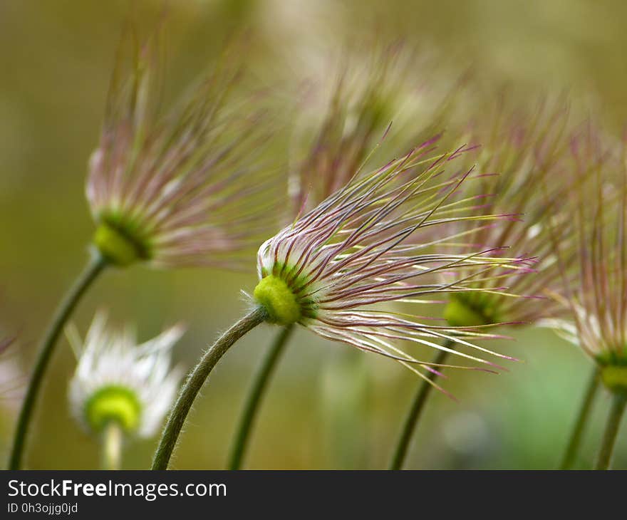 Green Purple Flower